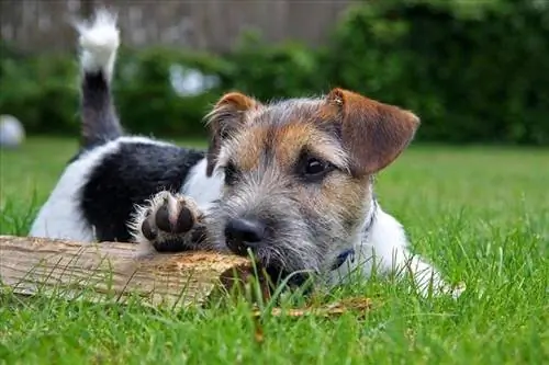 Russell Terrier