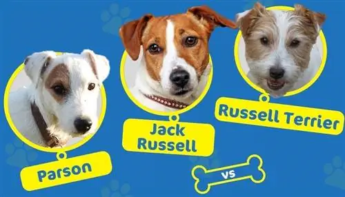 Parson lwn Jack Russell lwn Russell Terrier: Apakah Perbezaannya?