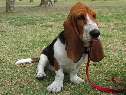 basset hound dengan tali yang duduk di taman