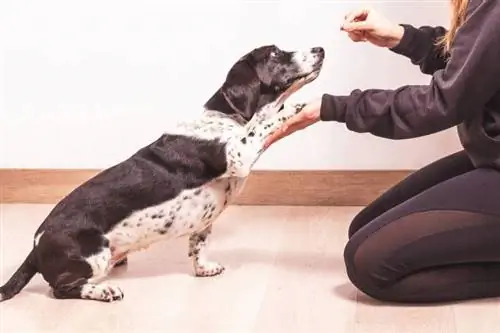 seorang wanita melatih anjing Basset Hound-nya dengan mengajarinya mengais dengan hadiah