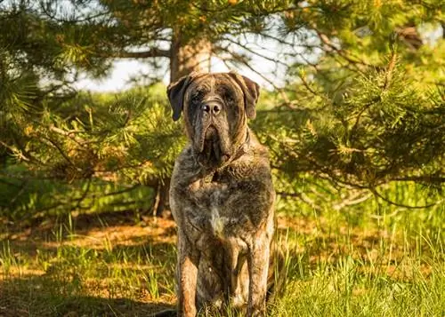 Le dogue bringé est assis au milieu d'une forêt d'arbres