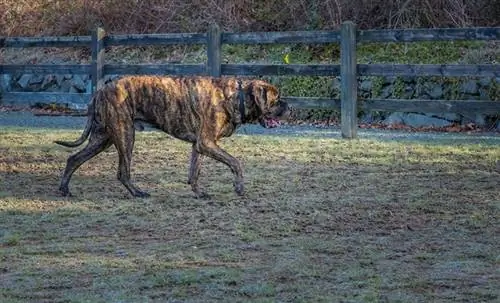 Brindle Mastiffi