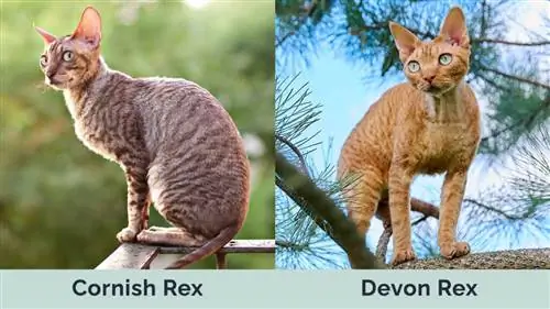 Cornish Rex vs. Devon Rex nebeneinander