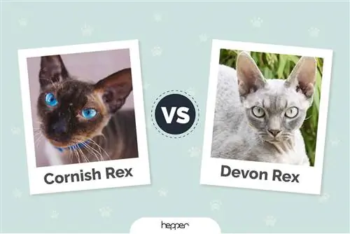 Cornish Rex vs. Devon Rex: Wat is die verskil? (Met prente)