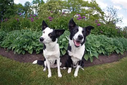 isased ja emased mustad ja valged bordercollie koerad