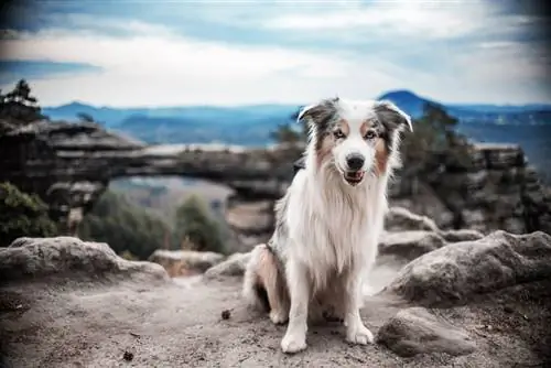 White border Collie sa isang rock platform