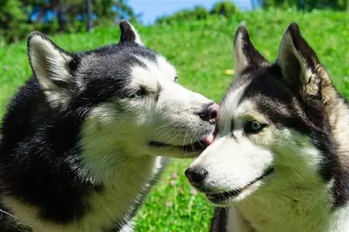 dinilaan ni siberian husky ang kanyang kasama