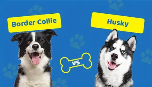 Border Collie vs. Husky: Forskellene (med billeder)