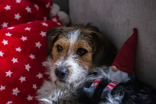 Mini Fox Beagle