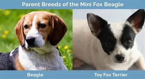 Forældreracer til Mini Fox Beagle