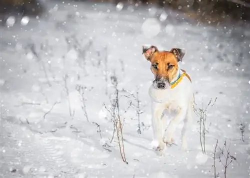 Mini Fox Beagle na snehu