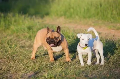 bulldog francès jack russell