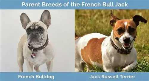 Mga Parent Breed ng French Bull Jack