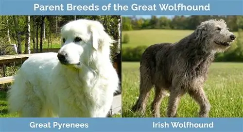 Razze parentali del Great Wolfhound