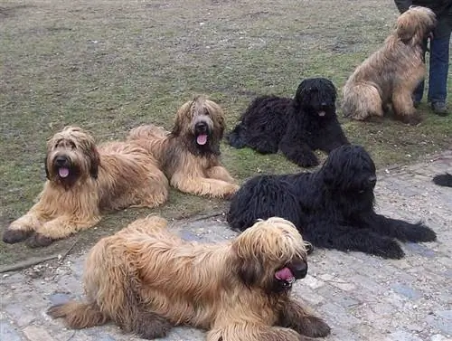 perros briard en el parque