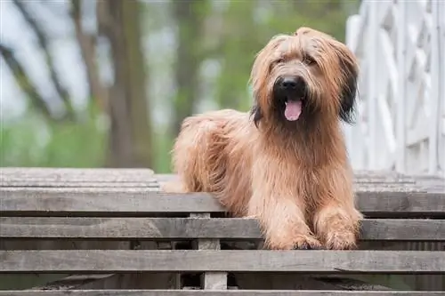 Briard in park