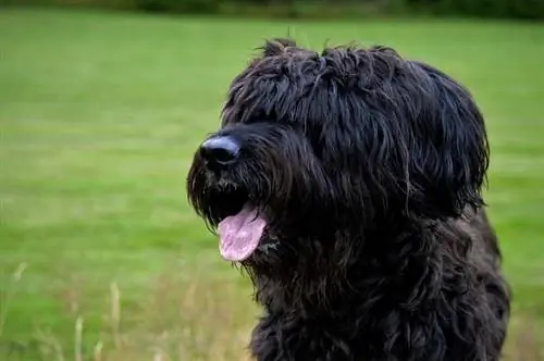 Briard: Bilgi, Resimler, Özellikler & Gerçekler