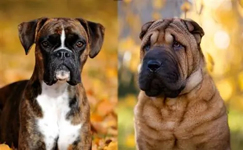 Box-A-Shar (Boxer & Shar Pei Mix): tiedot, kuvat, ominaisuudet & faktaa