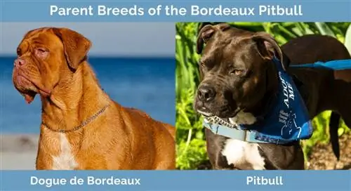 Elternrassen des Bordeaux-Pitbulls