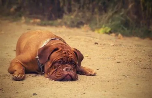 Bordeaux Pitbull (Dogue de Bordeaux & Pitbull Mix): ข้อมูล รูปภาพ ลักษณะ & ข้อเท็จจริง