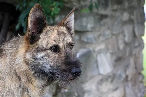 Belgiese malinois en Nederlandse herderskruisinghond kyk