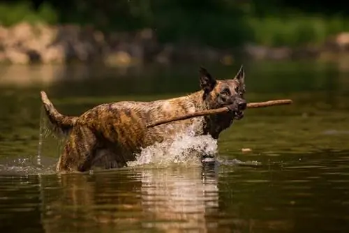 Mali Dutchie (Belgian Malinois & Dutch Shepherd): Info, Gambar, Ciri-ciri & Fakta