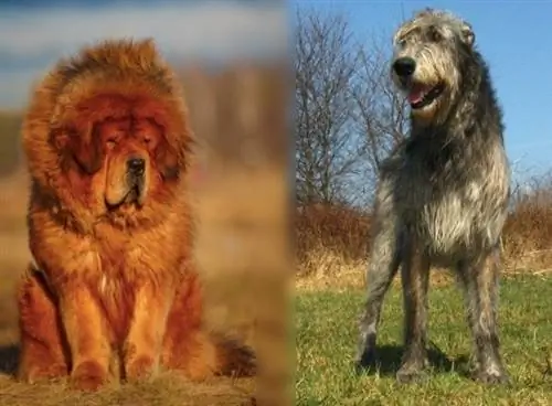 كلب الدرواس التبتي ومزيج Wolfhound الأيرلندي