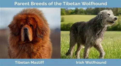 Mga Magulang na Lahi ng Tibetan Wolfhound