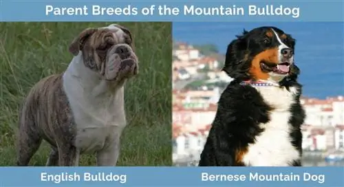 พ่อแม่พันธุ์ของ Mountain Bulldog