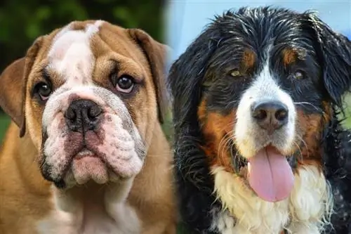 Mountain Bulldog (Kiingereza Bulldog & Bernese Mountain Dog Mix): Maelezo, Picha, Sifa & Ukweli