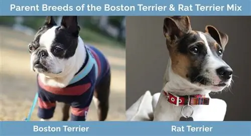 Γονικές φυλές του μείγματος Boston Terrier Rat Terrier