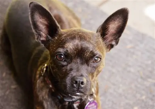 Boston Terrier & Rat Terrier Mix: Impormasyon, Mga Larawan, Mga Katangian & Mga Katotohanan