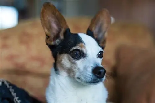 Papijack (Papillon & Jack Russell Terrier Mix): መረጃ፣ ሥዕሎች፣ ባህሪያት & እውነታዎች