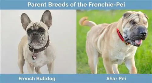 Giống bố mẹ của Frenchie Pei