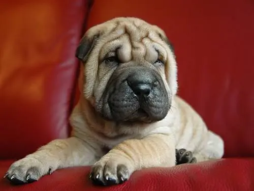 Frenchie-Pei (Fransk Bulldog & Kinesisk Shar-Pei Mix): Info, Billeder, Karakteristika & Fakta