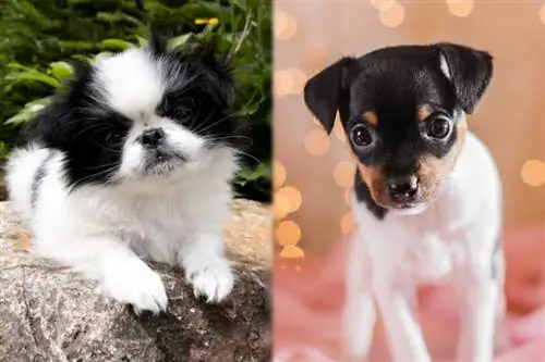 Japanese Chin thiab Toy Fox Terrier menyuam dev