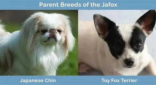 Parent Breeds of Jafox