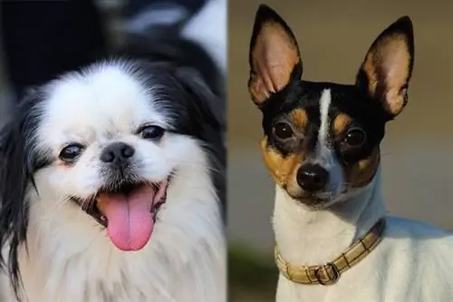 Jafox (Japanese Chin & Toy Fox Terrier Mix): Informacije, Slike, Karakteristike & Činjenice