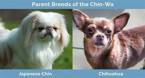 Races parentales de Chin-Wa