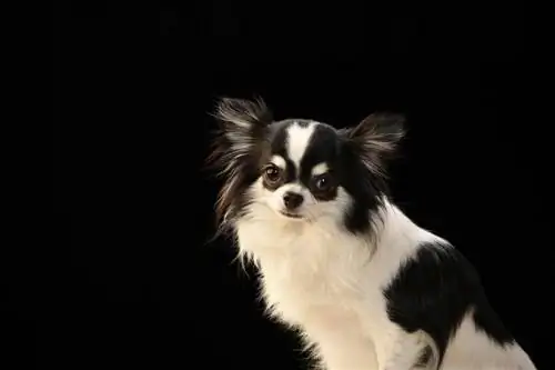 Chin-Wa (Japanese Chin & Chihuahua Mix): Informacije, Slike, Karakteristike & Činjenice