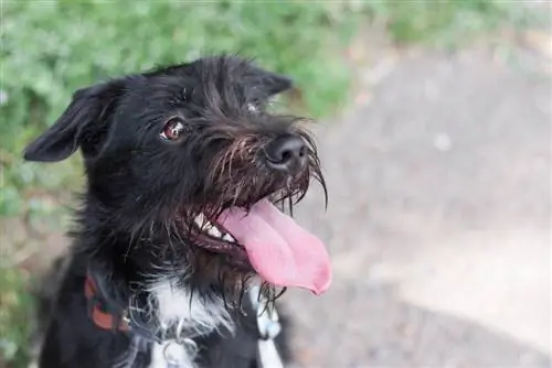 Giant Border Schnollie (Border Collie & Giant Schnauzer Mix): Thông tin, Hình ảnh, Đặc điểm & Sự kiện