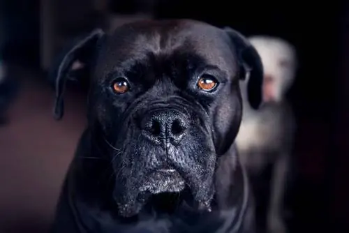 Engelsk Mastiff (Mastiff & Napolitansk Mastiff Mix): Info, bilder, egenskaper & Fakta