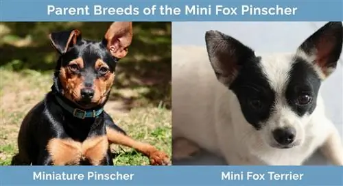 Baka Induk Mini Fox Pinscher