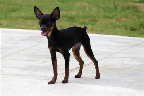 Mini Fox Pinscher (Miniatuur Pinscher & Mini Fox Terrier Mix): inligting, prente, kenmerke & Feite