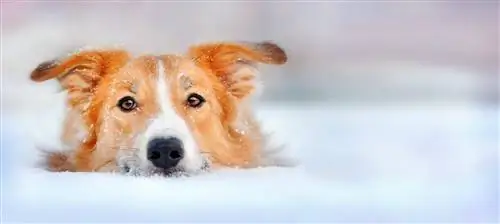 Border Collie & Golden Retriever keverék: Információk, képek, jellemzők & Tények