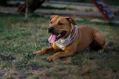 Bullboksçu Heyəti (Boksçu & American Staffordshire Terrier Mix): Məlumat, Şəkillər, Xüsusiyyətlər & Faktlar