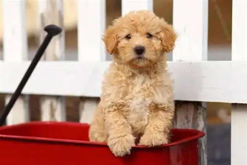 Redbone Coonoodle Coonhound Caniche cachorro mixto