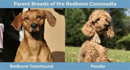 Redbone Coonoodle tėvų veislės