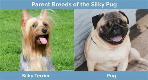 Mga Parent Breed ng Silky Pug