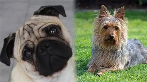 Silky Pug (Pug & Silky Terrier Mix): Maklumat, Gambar, Ciri & Fakta